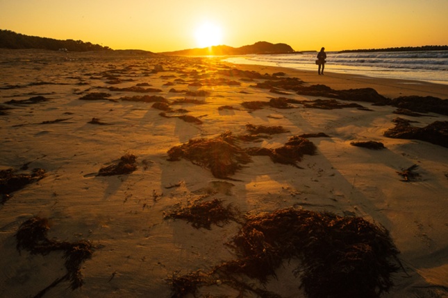 新宮海岸のアカモク